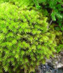 Moss is a group of epiphytic plants found mostly in tree trunks, dead wood, decayed wood, soil, or rocks, with humid environmental conditions and adequate irradiation. University Of Tennessee Herbarium Tenn The University Of Tennessee Knoxville