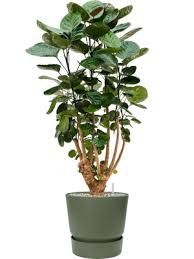 Image result for Polyscias kivuensis