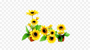 Gunakan bunga matahari png gratis ini untuk desain web, desain dtp, selebaran, proposal, proyek sekolah, poster, dan lainnya. Umum Bunga Matahari Men Download Bunga Gambar Png
