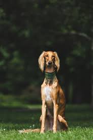 The 10 Most Ancient Dog Breeds Ancient Dog Breeds Dog Breeds Saluki Dogs