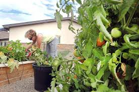 Jun 09, 2021 · plant a cover crop: Landscape Expert Offers Tips For Sustainable Gardening In Southwest Colorado The Durango Herald