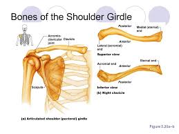 We did not find results for: Heading Page The Appendicular Skeleton Shoulder Girdle And Upper Limbs Table Of Contents Ppt Download