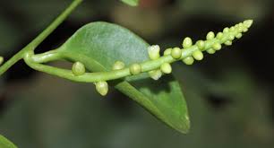 Image result for Basella