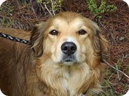 Adopt Red On Petfinder Golden Retriever Dogs Golden Retriever Female Golden Retriever
