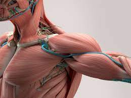 They are shown in the image below. Human Body Muscles Functions Classification And Significance