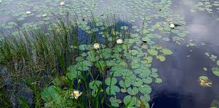 Image result for Nymphaea divaricata