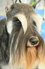 Stunning Eyebrows Schnauzer Grooming Dog Grooming Diy Dog Grooming