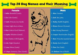 Dog Training Excellence Best Dog Names Top Dog Names Dog Names Best Dog Names Pet Names For Boyfriend