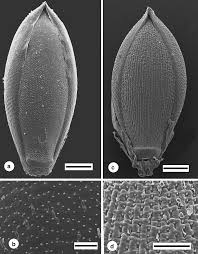 Image result for Panicum heterostachyum