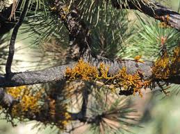 Pin On Broad Tailed Hummingbirds Bird Of The Day Wild Bird Center Boulder Co Saturday Bird Walk 09 07 13