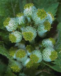 Image result for Dichrocephala