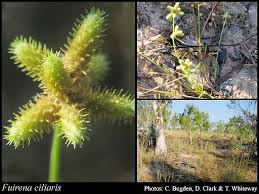 Image result for Fuirena ciliaris