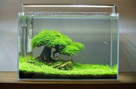 Hobby baru ini memiliki banyak penggemar. Aquascape Ideas Setting Aquascape Natural