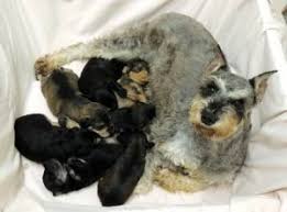 Blog, giant schnoodle, hypoallergenic giant schnoodle puppies for sale, moses, syrah tagged with: Schnoodle Puppies In Pennsylvania Top 5 Breeders 2021 We Love Doodles
