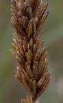 Image result for Eragrostis welwitschii