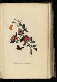 214246 Bougainvillea Spectabilis Willd Bernard P Couailhac L Le Jardin Des Plantes 1842 Ilustraciones Dibujos Flores Acuarela