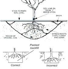 Well drained soil is essential for healthy fruit trees. Fruit Tree Planting Guide With Free Diagram