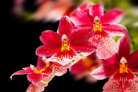 Lolaflora is a leading online florist, delivering fresh, locally sourced flowers across mexico. Orchid Types Explained Bbc Gardeners World Magazine