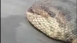 Ular besar ini memiliki banyak julukan, lo. Video Inikah Ular Terbesar Dunia