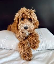Image result for labradoodle