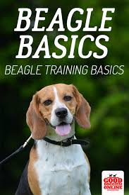 How To Train A Beagle Tips Tricks For Training Beagle Good Doggies Online Beagle Facts Beagle Puppy Good Doggies Online