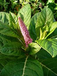 Image result for Phytolacca