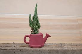 Since my parents don t know anything about it, and anyone tell me the proper way to care for it? Acanthocereus Tetragonus Fairy Castle Cactus Wiki Growing Care Problems