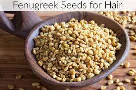 The fenugreek plant is an annual herbaceous forage legume with aroma, which is used for food in the form of its seeds as spices, and its leaves as a vegetable. Fenugreek Seeds For Hair Benefits And How To Use