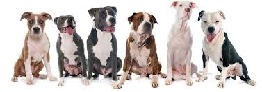 Height, frame size and body fat percentage factor into ideal weights for both men and women. Pitbull Growth Chart Weight When Do Pitbulls Stop Growing