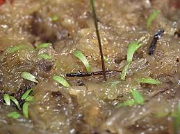 Image result for Utricularia arenaria