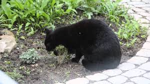 Dafür kann es viele gründe geben, die von komplett harmlos bis hin zu ernsten erkrankungen reichen. Fremde Katze Im Garten Mit Gamander Youtube