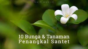 10 Bunga Dan Tanaman Penangkal Santet Bunga Tanaman Pohon Pinang