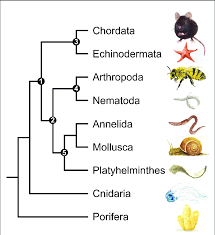 What type of cells do members of kingdom animalia have. A Simplified Phylogenetic Tree Of The Kingdom Animalia Showing Only The Download Scientific Diagram