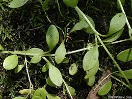 Image result for Montiniaceae