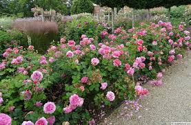 Сорт выведен в знаменитом питомнике дэвида остина (david austin roses) в великобритании в 2007 году. Princess Alexandra Of Kent Austin Shrub Rose 3 H X 2 5 3 W 8 0 Rose Photos Princess Alexandra Rose Beds Garden