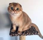 5 Things to Know About Scottish Folds - Petful