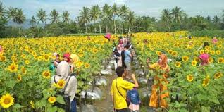 Kebun bunga matahari bantul jogja batu bali taman puncak malang indonesia yogyakarta kediri samas perkebunan cisarua bogor jakarta cipanas bandung oro ombo sanden thailand pantai gunung api purba alamat ayer tawar bandungan lokasi changi cianjur cibubur eropa foto kidul goa cemara gambar hatyai imogiri italia jls jawa tengah jalan timur jl. Limakaki Hamparan Kebun Bunga Matahari Yang Mempesona