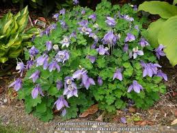 Image result for Aquilegia flabellata ministar