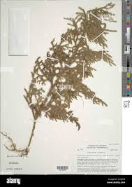 Image result for Lycopodiella cernua