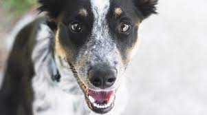 Why buy an australian cattle dog puppy for sale if you can adopt and save a life? Australian Shepherd Blue Heeler Mix Breed Info More