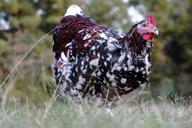 Check spelling or type a new query. Sussex Chickens The Irresistibly Sweet Backyard Bird The Featherbrain