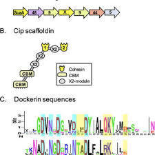 Bildergebnis für Bosmat Alon