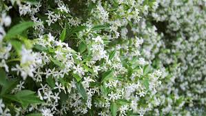Check spelling or type a new query. Star Jasmine Flower Stock Video Footage 4k And Hd Video Clips Shutterstock