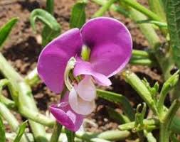 Image result for Sphenostylis marginata