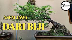 Bonsai Asem Jawa On The Rock Dari Biji Wiring Dan Pruning Youtube