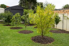 The arbor day foundation is a 501(c)(3) nonprofit conservation and education organization. Backyard Orchard Culture A New Approach To Growing Fruit Trees In Limited Spaces Deep Green Permaculture