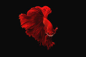 So you've decided you want to raise a siamese fighting fish. Red Color Of Siamese Fighting Fish Betta Thailand Fish Movement Photograph By Chevanon Wonganuchitmetha