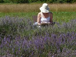 Lavender Fields Farm Richmond Va Lavender Lavender Fields Color