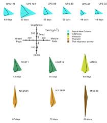 Image result for Psophocarpus lancifolius