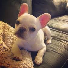 Advertise, sell, buy and rehome french bulldog dogs and puppies with pets4homes. Pin By Monday Cloudy On No Words 2 Puppies And Kitties Bulldog French Bulldog